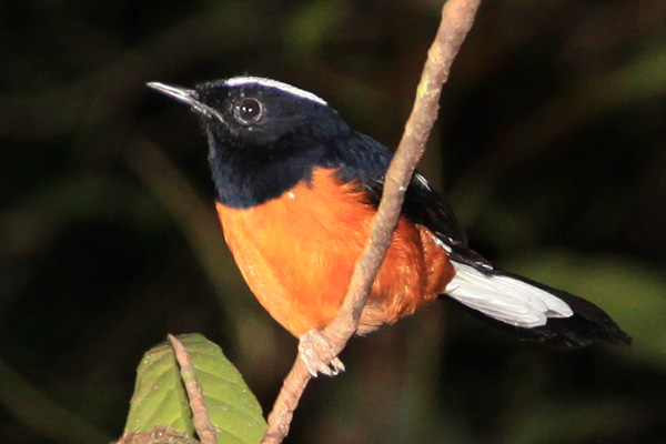 White-Crowned Shama